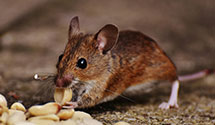 24 Hour & Emergency Exterminators in General Casualty Co, WI